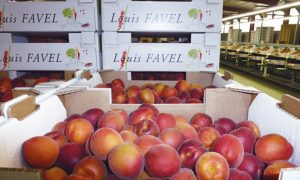 louis_favel_grecc82le_selerys