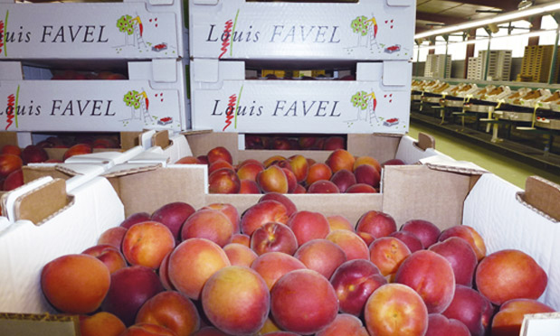 louis_favel_grecc82le_selerys